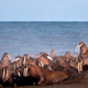 Walruses gather to rest on the shores of the Chukchi Sea near the coastal village of Point Lay, Alaska in 2013. Photo: Ryan Kingsbery/USGS via AP